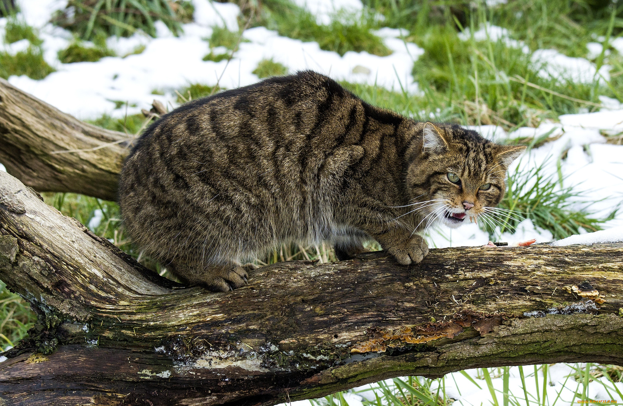 Лесная кошка купить. Европейский дикий Лесной кот. Лесной кот Felis Silvestris. Европейский Лесной кот камышовый. Дальневосточный Амурский Лесной кот.